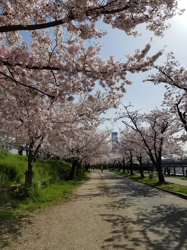 いよいよ４月。桜の季節です。お花見&美術館巡りしてみませんか。